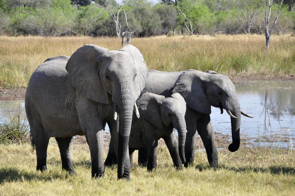 Papa elephant, Baby Elephant, mama Elephant, Mole National park